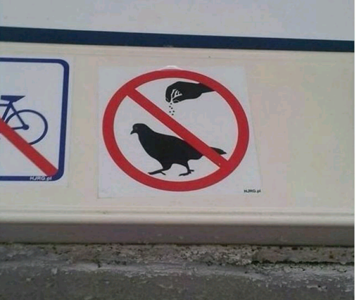 Прекратите солить голубей!