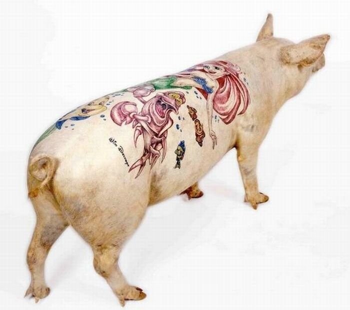 Тату-свиньи: художник бьет на свиньях татуировки, а потом продает их за бешеные деньги