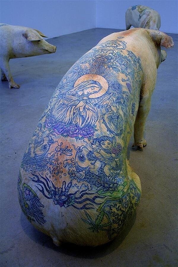Тату-свиньи: художник бьет на свиньях татуировки, а потом продает их за бешеные деньги