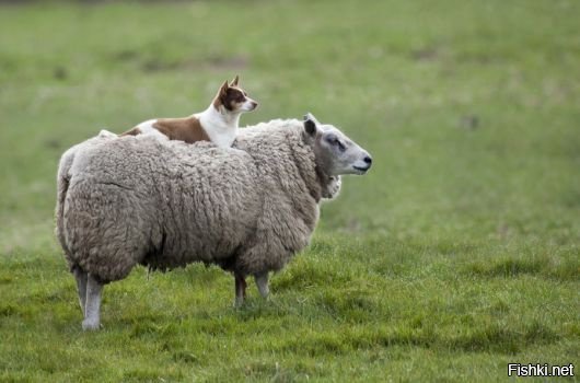 К пастуху, пасущему стадо овец, подъезжает на машине какой-то тип,