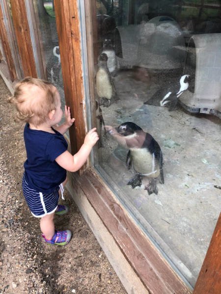Знакомство с пингвином