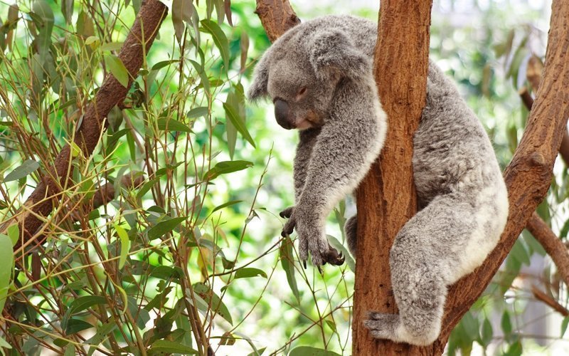 Обнаружена самая невезучая коала в мире