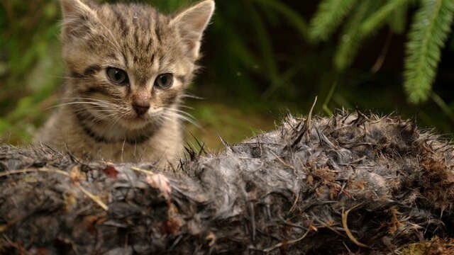 Обычные котята? Как бы не так!