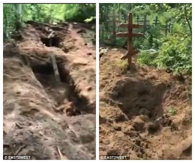 Видео: медведи раскопали кладбище на Камчатке