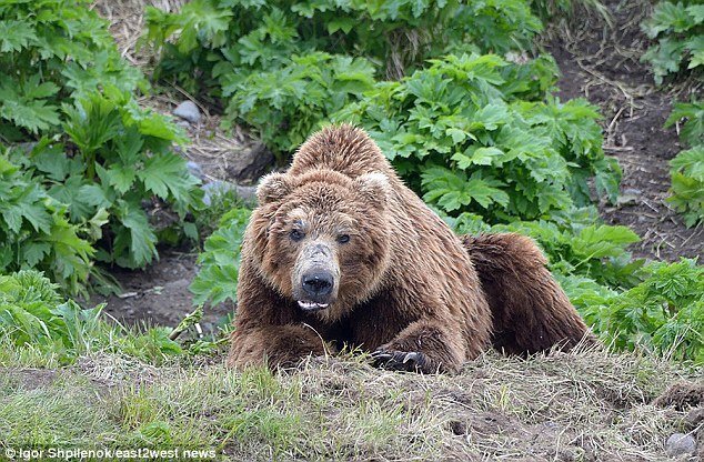 Видео: медведи раскопали кладбище на Камчатке
