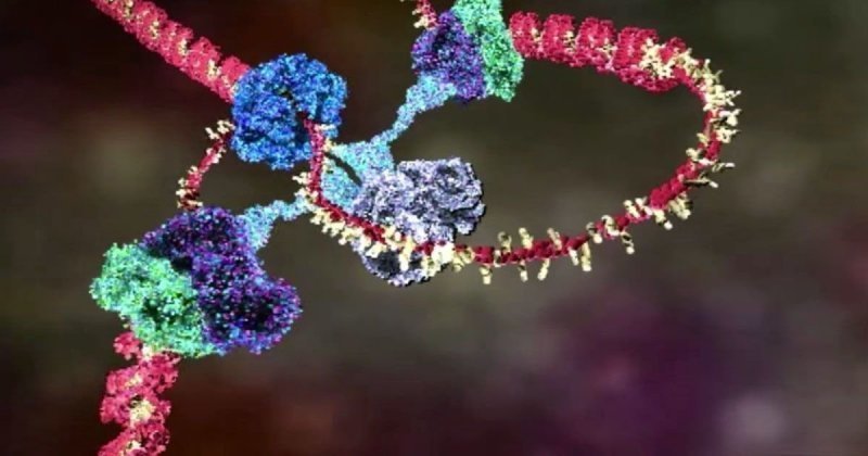 Функционирование ДНК показали в удивительной анимации
