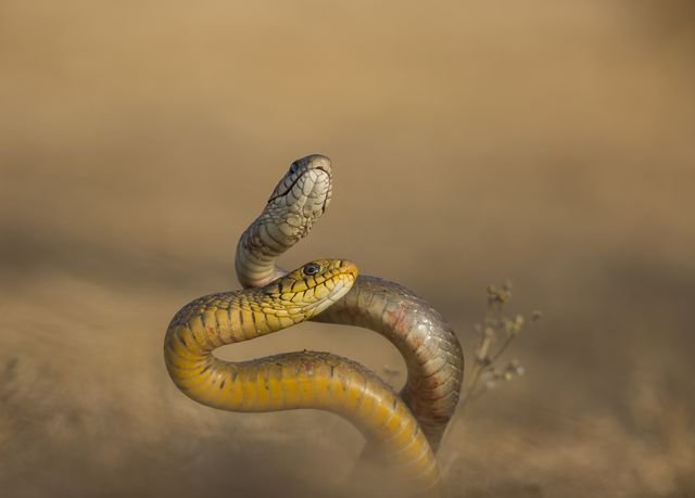 Танец змей