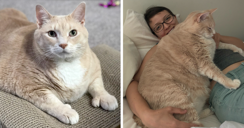 15-килограммовый кот нашел новых хозяев и сел на диету