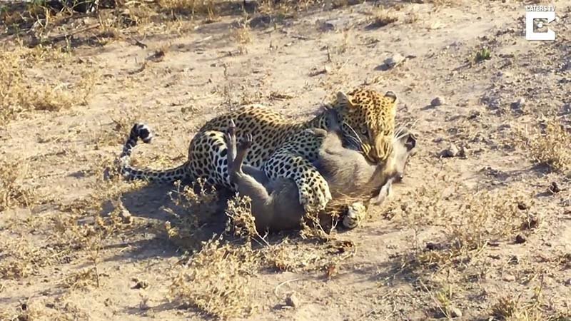 Хорошо замаскировавшемуся леопарду удалось добыть для себя детёныша бородавочника