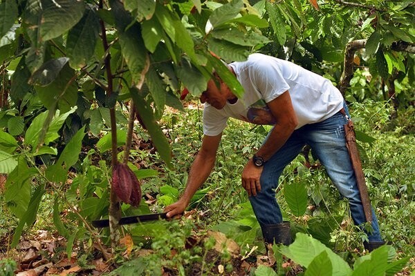 Как выращивают органическое какао в Бразилии