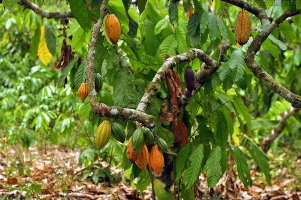 Как выращивают органическое какао в Бразилии