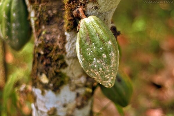 Как выращивают какао в Бразилии. Часть 2