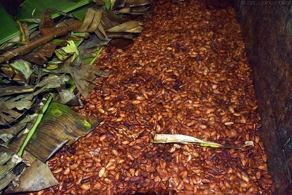 Как выращивают какао в Бразилии. Часть 2