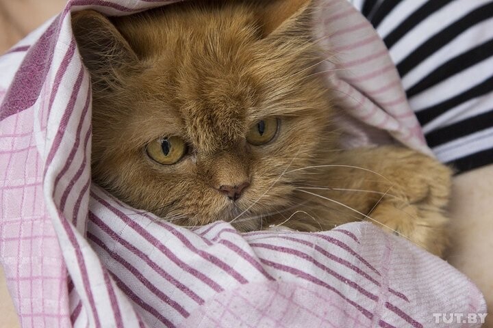 У рыжей 13-летней кошки Пуси — опухоль