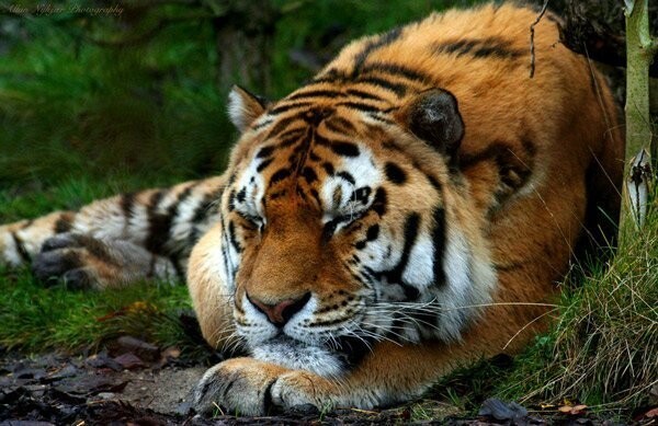 Кошачьи - Тигр