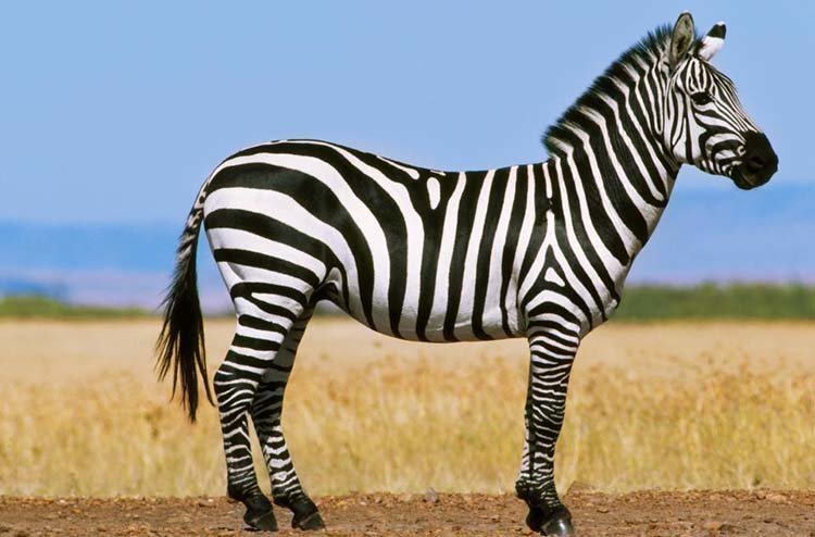 Египетский зоопарк решил обмануть посетителей, выдав ослов за зебр