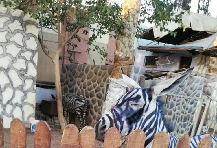 Египетский зоопарк решил обмануть посетителей, выдав ослов за зебр