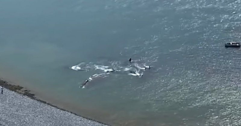 Нападение косаток на молодого кита в Магадане