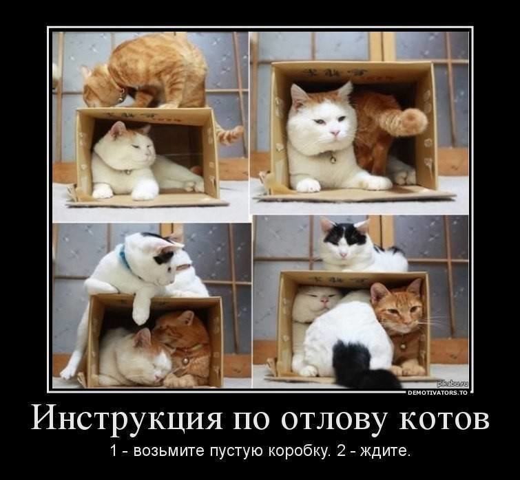 Кошачьи демотиваторы