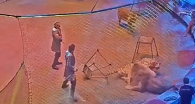 В московском цирке тигр подрался со львом на глазах у публики