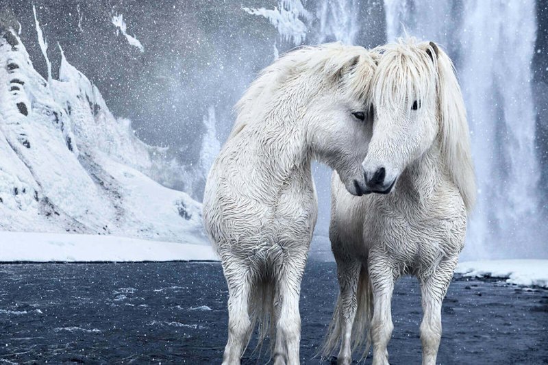 Фотосерия "В царстве легенд" нью-йоркского фотографа Дрю Доггета была сделана в Исландии и ее герои - дикие лошади, живущие на острове