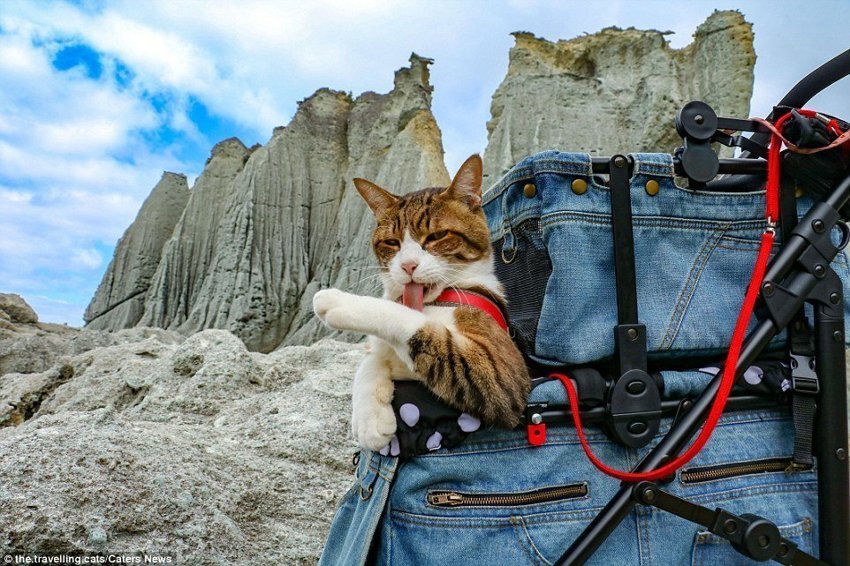 Кот путешественник. Путешествие с кошкой. Коты путешественники. Котик путешествует.