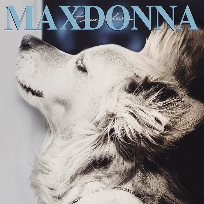 Пес Макс в роли Мадонны покорил даже ее саму