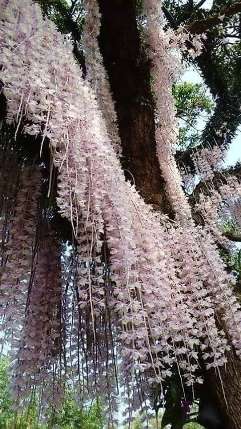 Немного орхидей. Дендробиум безлистный — вид многолетних трявянистых растений семейства Орхидные, или Ятрышниковые.