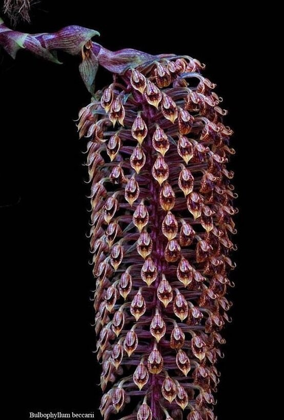 Bulbophyllum Beccarii