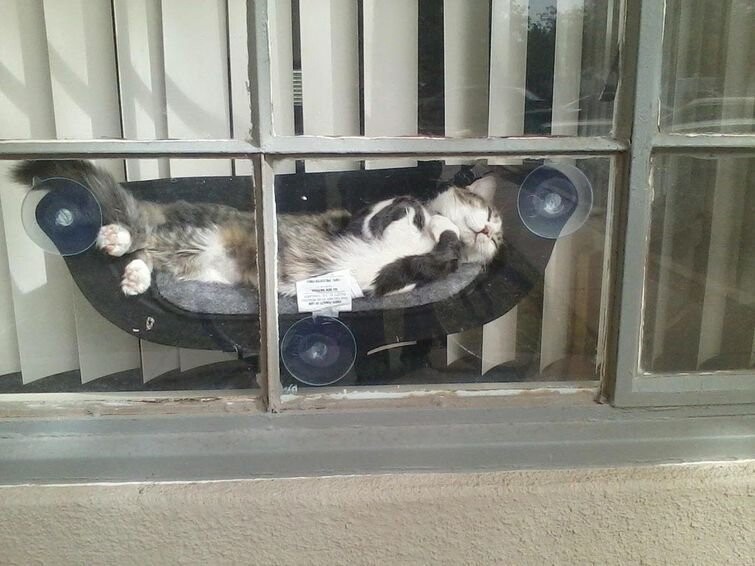 Мягкая лежанка на присосках возле окна, где кот сможет не только наблюдать за происходящим снаружи, но и греться на солнышке — разве это не идеальное место?