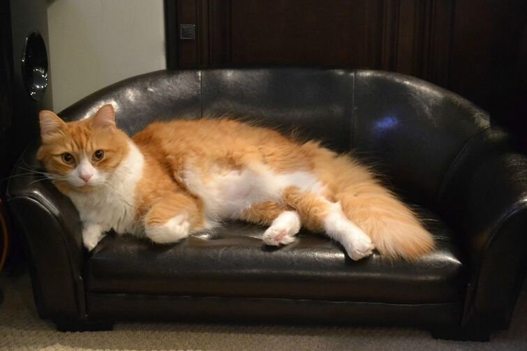 У этого кота нет замка, но кажется он вполне доволен своим кожаным диванчиком