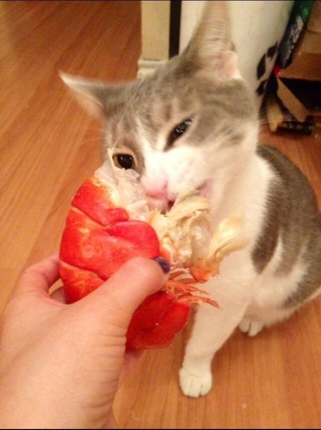 Зачем есть кошачью еду, когда твой хозяин может накормить тебя омарами?