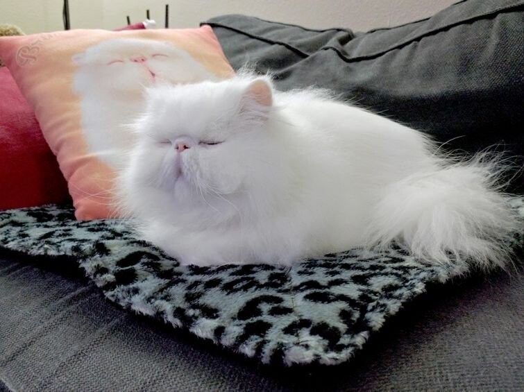 У этого кота есть своя подогреваемая подстилка (и подушка с его изображением)