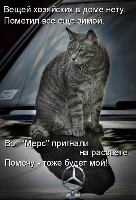 Подражая котоматрице