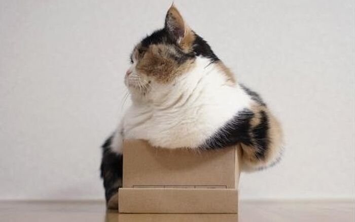 8. Коты и их любовь к коробкам и пакетам