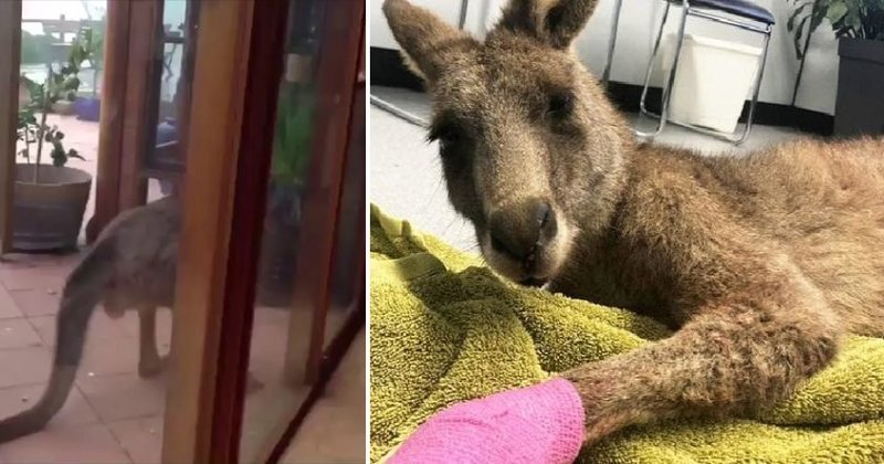В Австралии кенгуру запрыгнул в окно дома, запаниковал и начал всё крушить