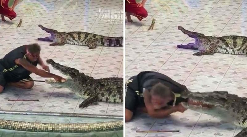 В Таиланде крокодил напал на дрессировщика прямо во время представления