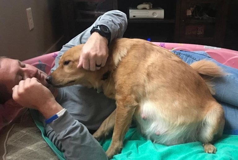 Люди спасли собаку-ретривера, а утром она родила "телят"