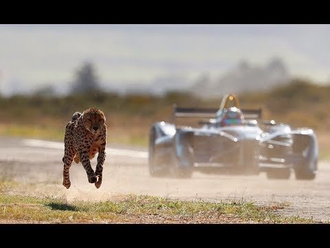 Гепард и сапсан: кто из животных самый быстрый 