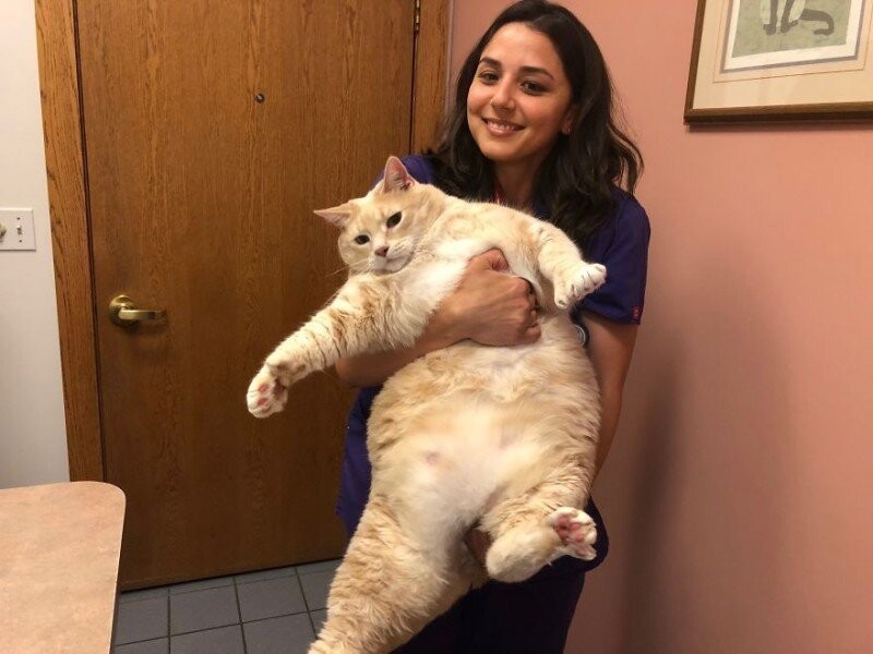 Парень и девушка взяли из приюта очень толстого кота и решили привести его в норму
