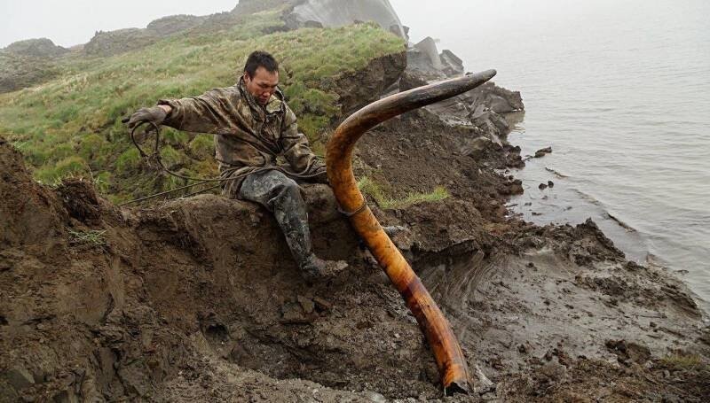 5. Огромный бивень мамонта в Якутии 