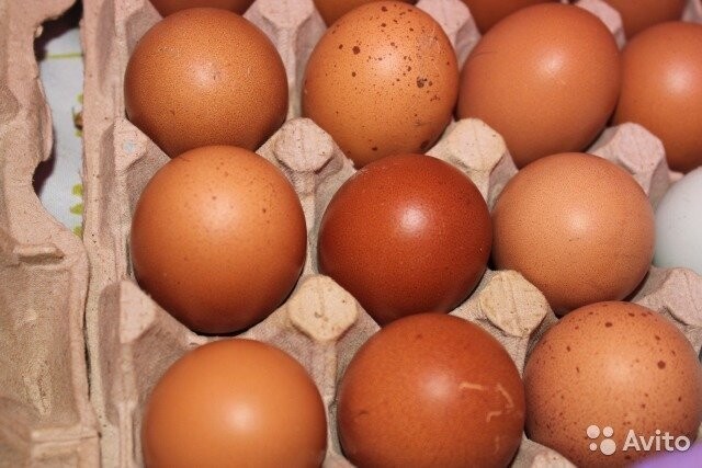 Куры, несущие разноцветные яйца. Часть первая