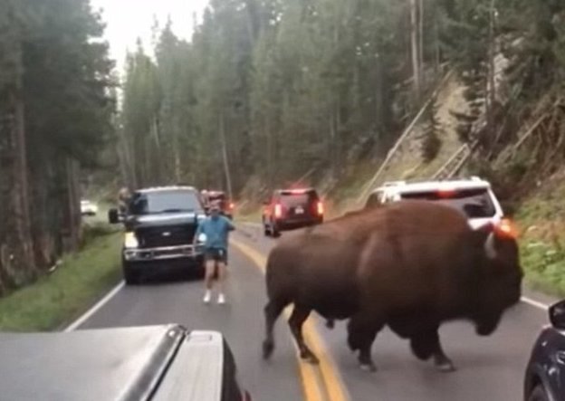 Неизвестный мужчина, увидев бизона на дороге, вышел из машины и принялся привлекать внимание грозного животного