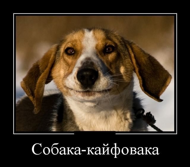 Демотиваторы с собаками от Водяной за 04 августа 2018