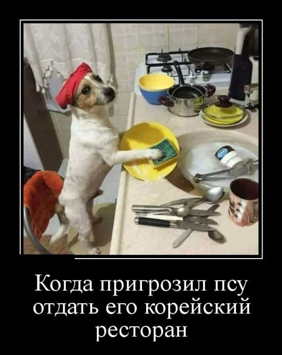 Демотиваторы с собаками от Водяной за 04 августа 2018