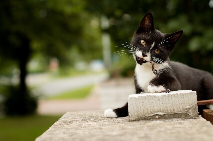 Hello street cat live. Уличные животные. Кошка на улице. Hello Street Cat. На улице кошка безопасность.