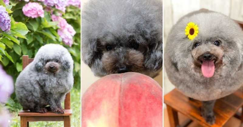 Волшебство собачьих парикмахеров умилило пользователей сети