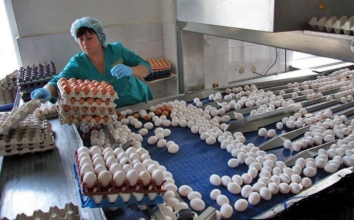 Все собранные таким образом яйца выкатываются на сортировочный стол, где в 4 руки осуществляется первичная сортировка яйца.