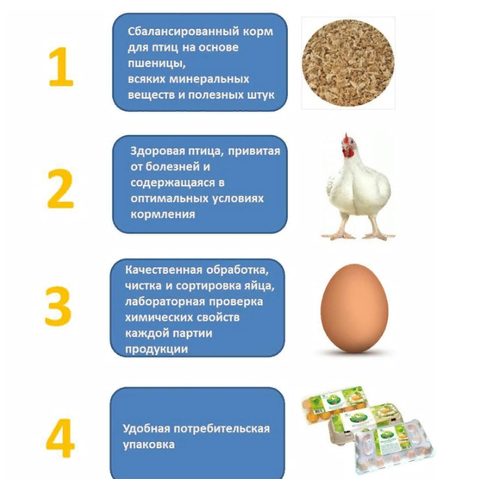 Как производится яйцо на птицефабрике