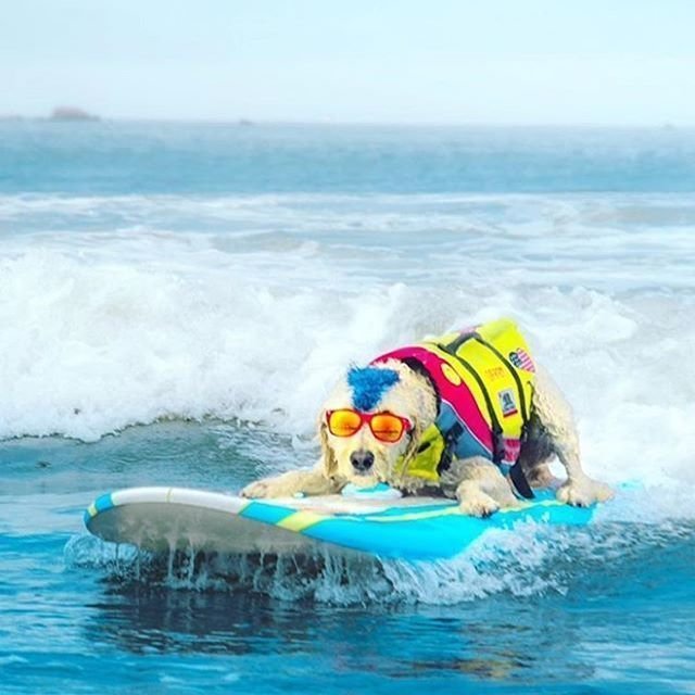 На берегу Калифорнии прошёл третий чемпионат мира по сёрфингу для собак. 45 четвероногих состязались друг с другом за золотые медали в шести номинациях. В первых трёх принимали участие большие, средние и маленькие питомцы.  